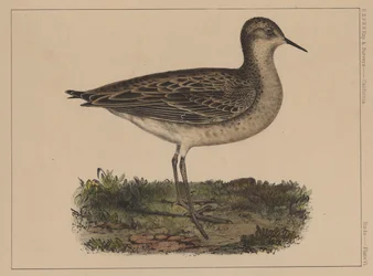 Vögel, Tafel VI, 1855